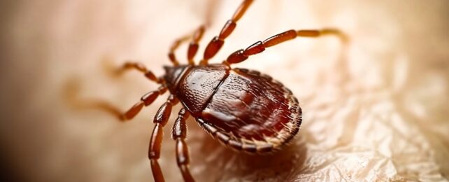 Mysterious Tick-Borne Virus in China Uncovered by Scientists