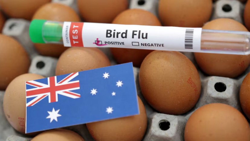 Australia commits $83.5m to protect against bird flu