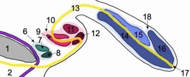 Ultra-Rare Case of Man With Three Penises Unlike Anything on Record