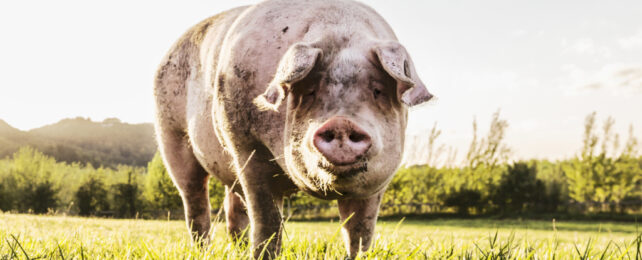 First US Case of Bird Flu Detected in a Pig, Officals Report