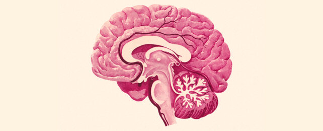 The Cold Sore Virus Can Infect Your Brain. But How Does It Get Inside?