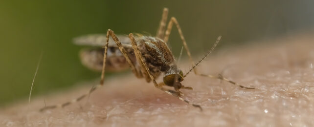 Promising New Malaria Vaccine Can Be Injected by Mosquito Bite