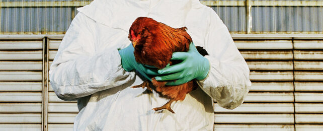 A Single Mutation Could Bring Bird Flu a Critical Step Closer to a New Pandemic