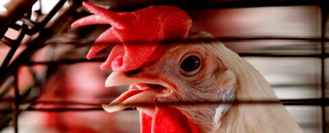 Experts Warn of Bird Flu Pandemic as Signals of Mutation Mount