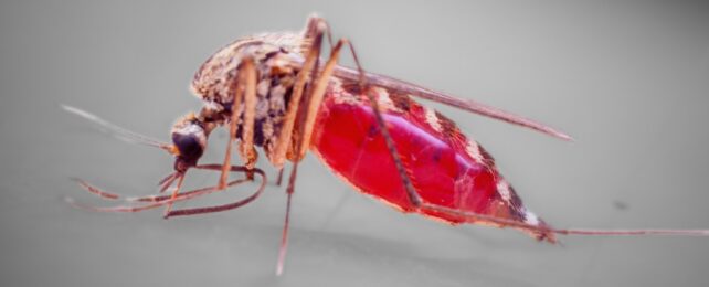 CDC Confirms Malaria Likely Culprit in Deadly DR Congo Outbreak Mystery