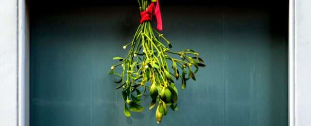 Mistletoe Actually Has a Surprisingly Powerful Healing Effect