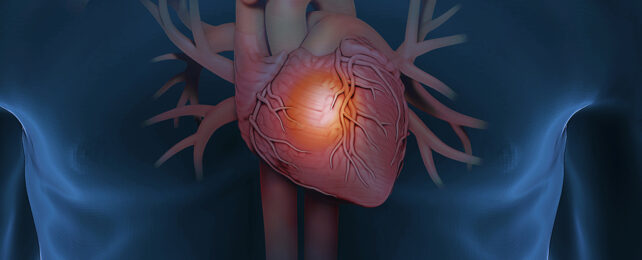 Damaged Hearts May Have Hidden Self-Healing Powers, Study Finds