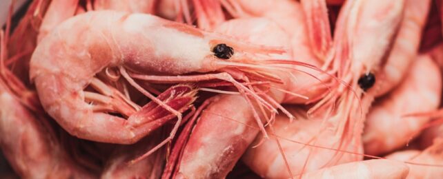 Study Finds Microplastics Are Widespread in Popular Seafoods